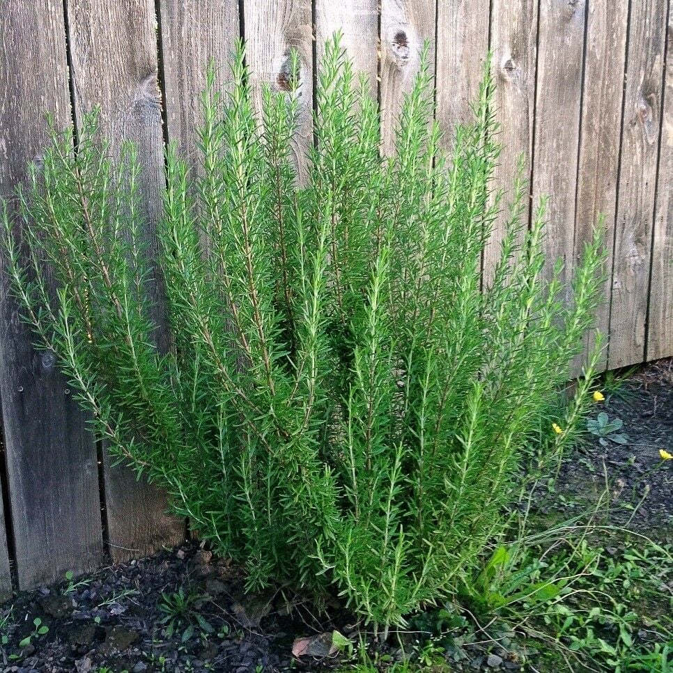 How to Grow Rosemary - For the Horticulturally Challenged