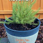 Rosemary plant in a large pot, growing outside. Pin text overlay reads: How to Grow Rosemary | Garden Tips for the Horticulturally Challenged