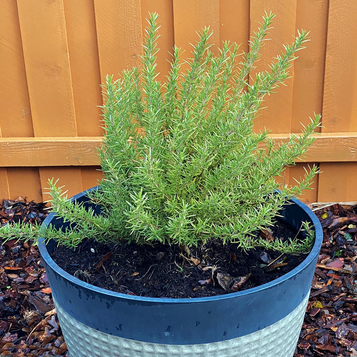 Rosemary shrub planted outside in a large pot. 