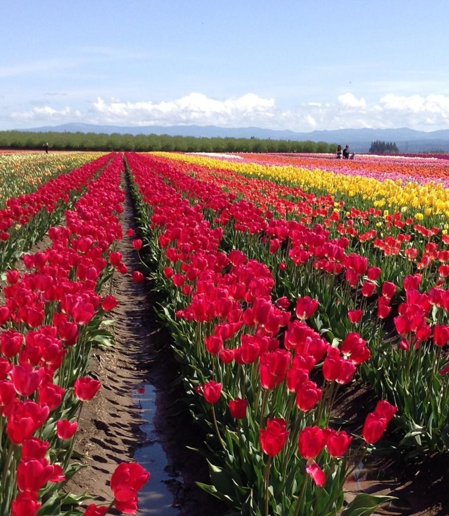 Tulip Festival 4.9