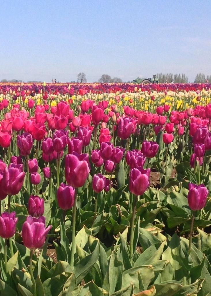 Tulip Festival 4.9.1