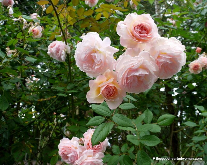 Clusters of pink roses.