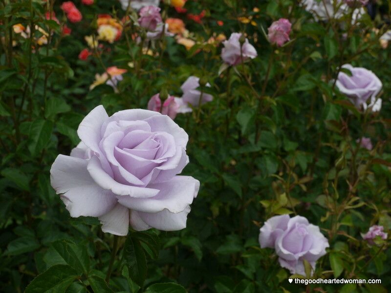 "Lagerfeld Grandflora" rose - light lavendar roses