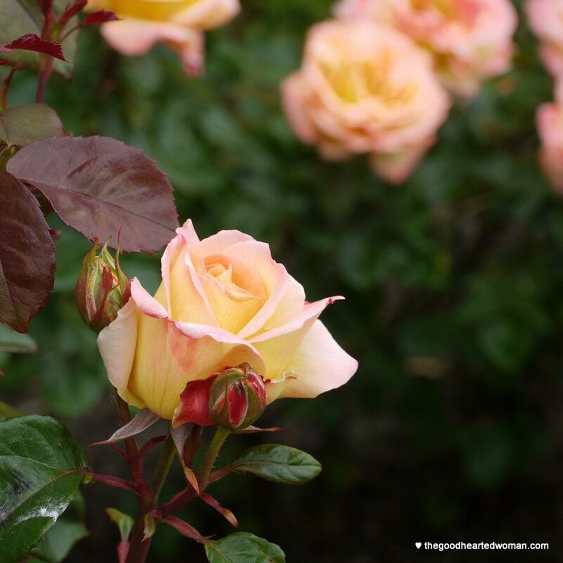 Peace Rose buds at the Portland Rose Garden