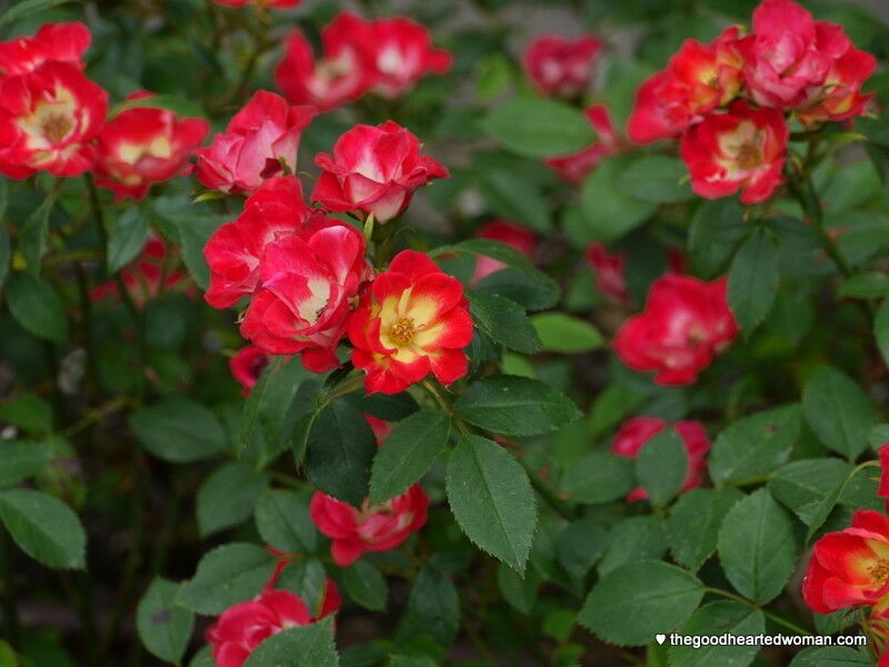 Small roses on bushes. 