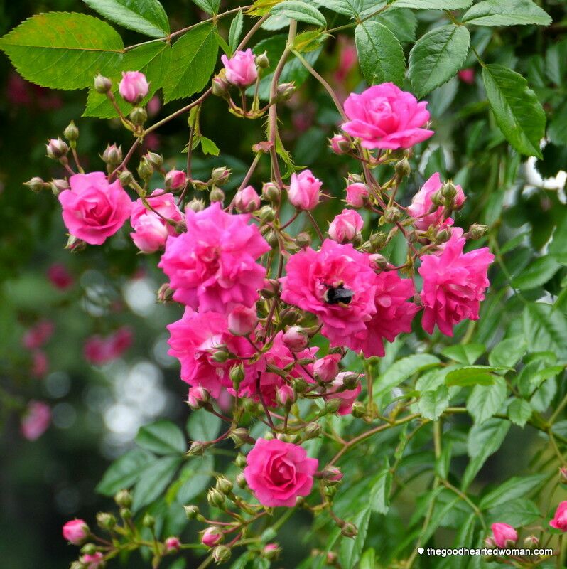 Bee in a cluster of bright pink roses.