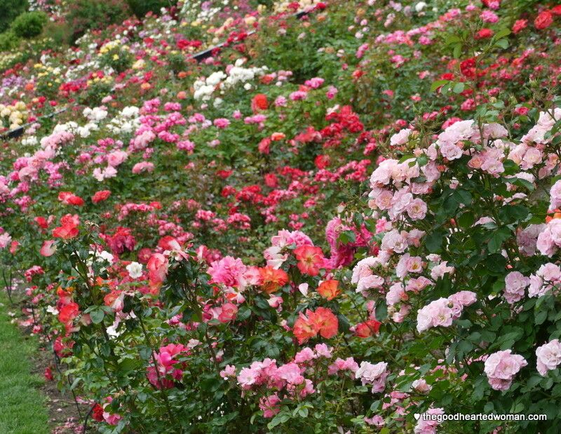 Hedge of multi-colored rose bushes. 