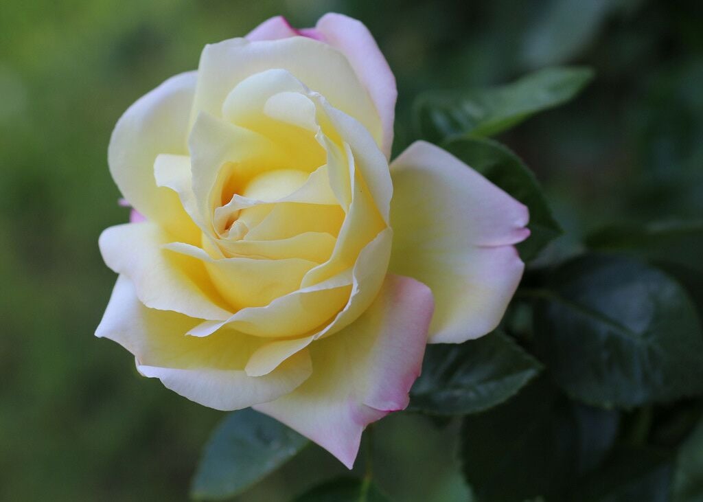 Peace Rose bloom (Photo credit: John Haupt, reproduced under Creative Commons 2.0.)
