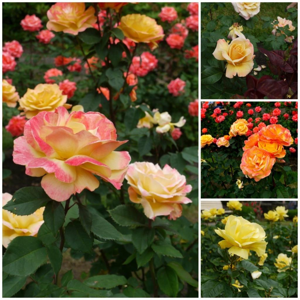 Collage of yellow roses. 
