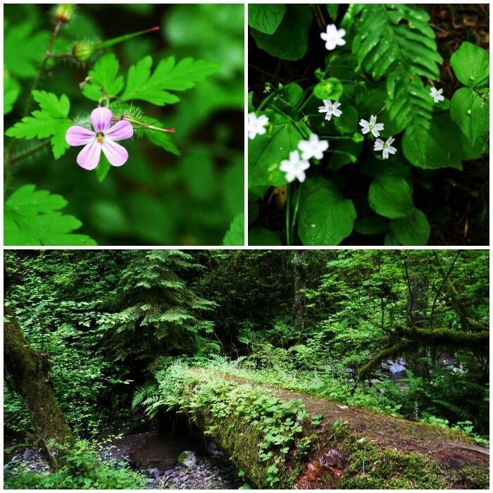 Local flora, nurse log across stream