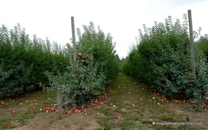 Hedgerows of apple trees. 