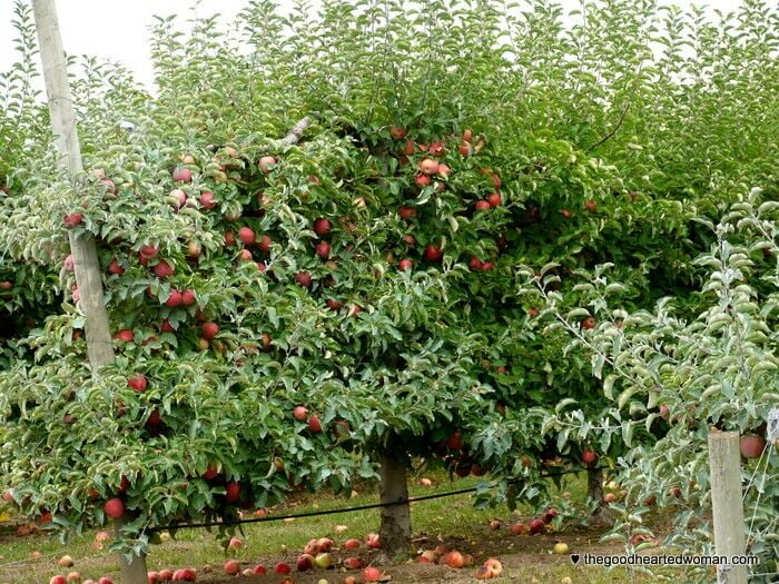 Trees with apples hanging and fallen. 