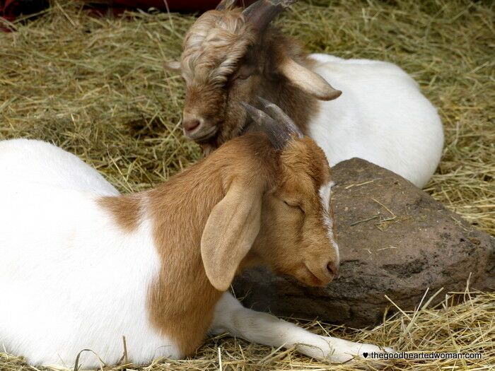 Goats resting at Oregon Heritage Farms