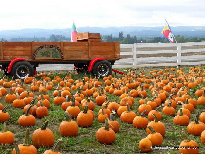 Harvested pumpkins lined up in a field, with a large harvest trailer in the background. 