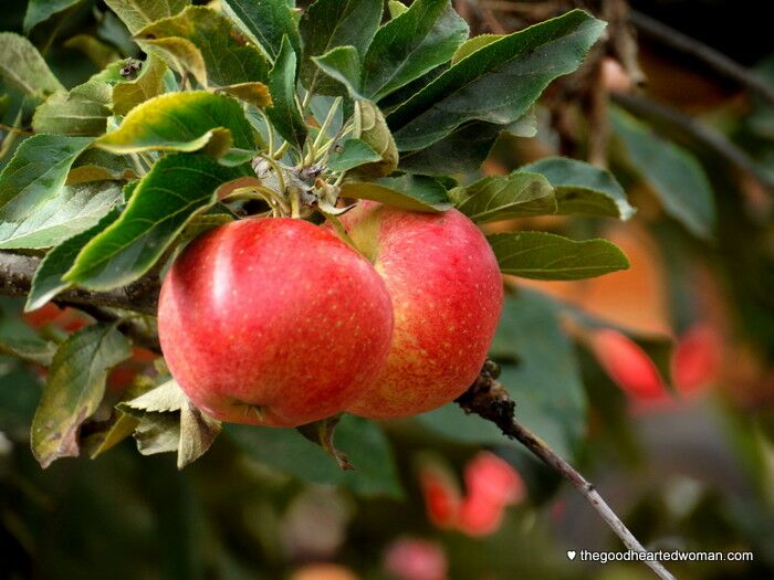 Apples hanging from a tree.