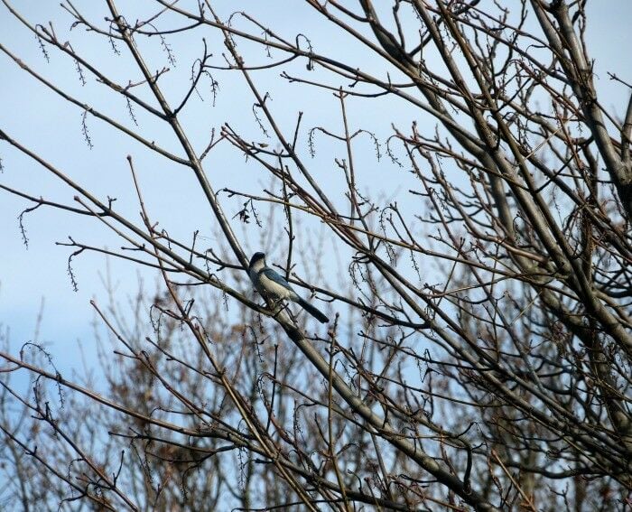 Western Scrub Jay