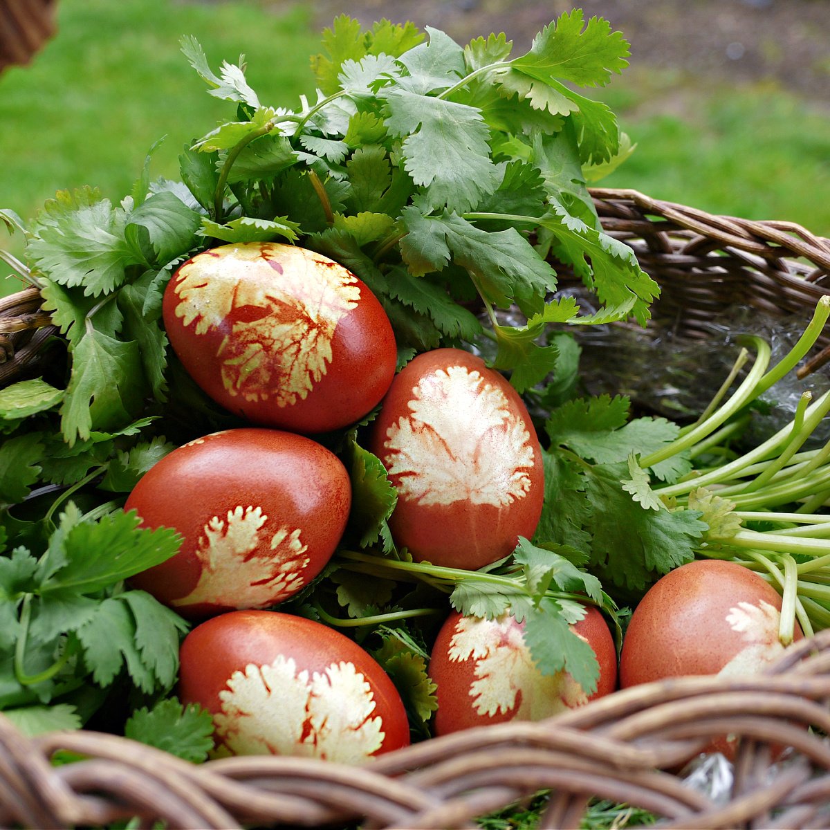 Six naturally dyed eggs in a basket of cilantro. 
