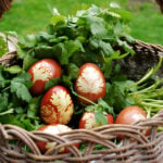 Six naturally dyed eggs in a basket full of cilantro.