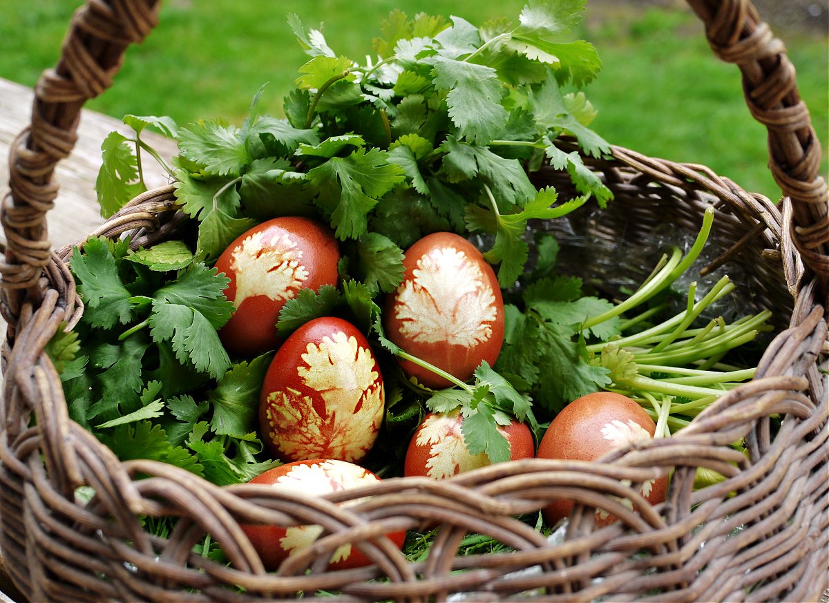 Six naturally dyed eggs in a basket full of cilantro.