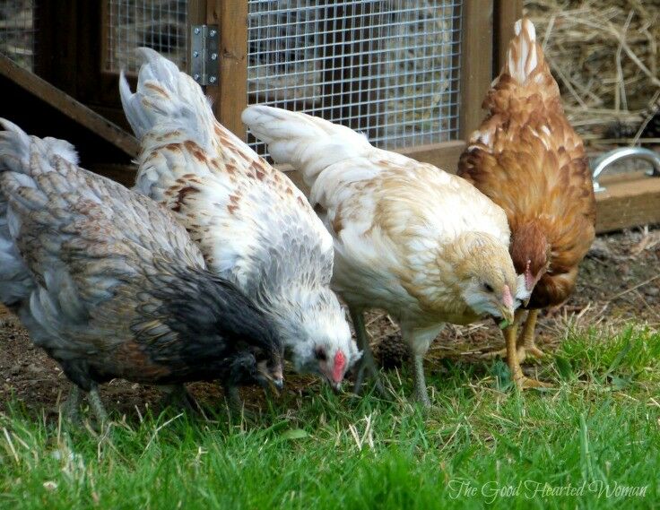 Four chickens looking at green grass. 