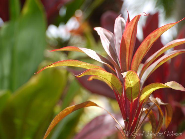 red and green bromeliad flower stalk in the sunlight. 
