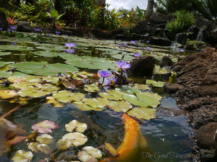 Koi pond covered with lilypads. Large koi in foreground. 