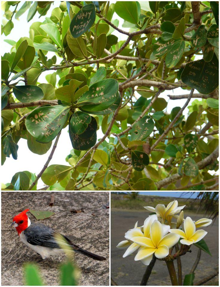 Collage: Leaves carved with names, red-headed tropical bird, yellow flowers. 