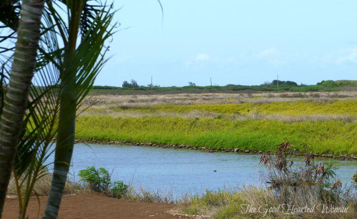 Shrimp pond surrounded by grasses and palm trees. 