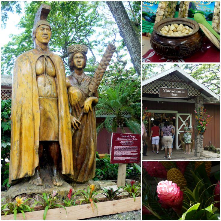 Collage of the Tropical Farms Macadamia Nut Outlet