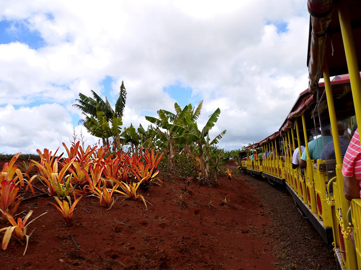 Dole Plantation train passing a bank planted with bromeliads. 