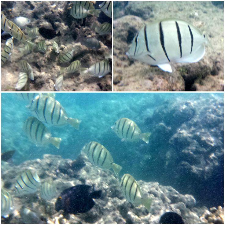 Manini (Convict Tang) in Hanauma Bay 