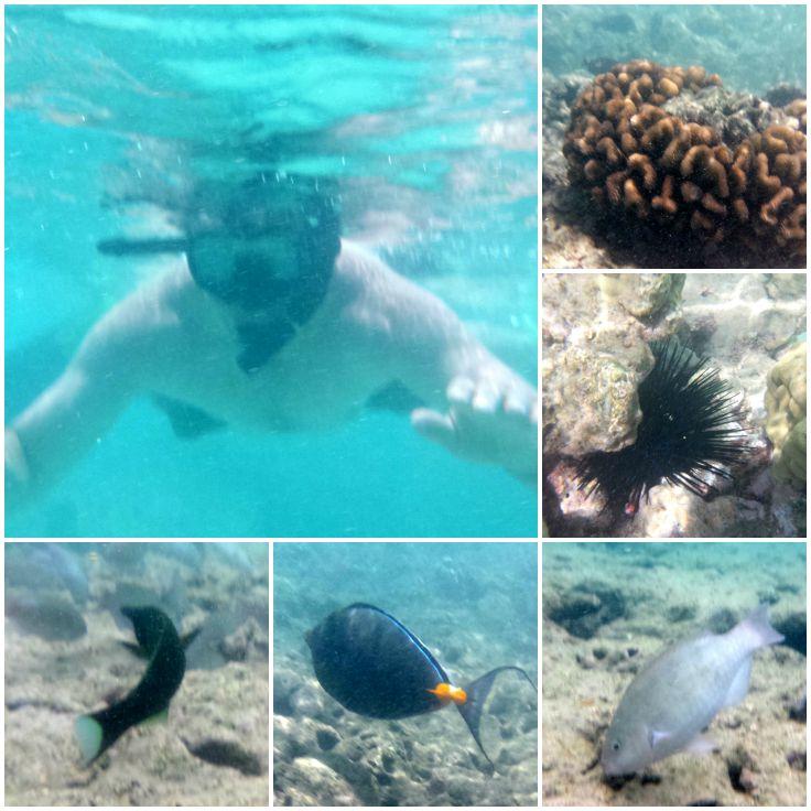 Collage of various fish found in Hanauma Bay, taken underwater. 