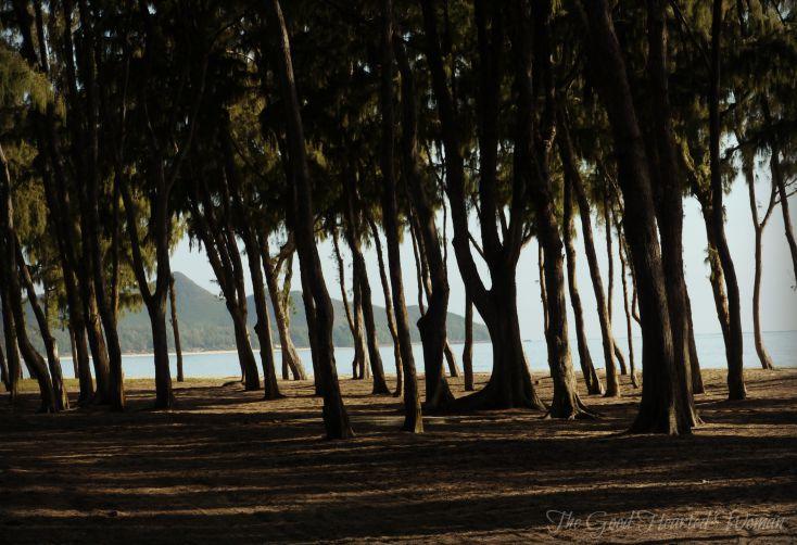 Many trees standing near water; high contrast between.