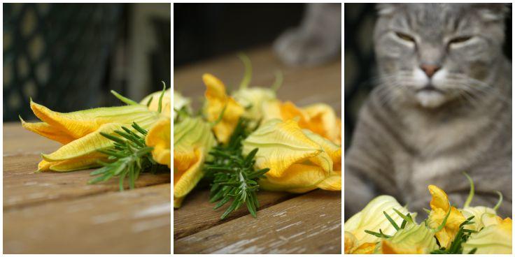 Collage of squash blossoms and grey cat.