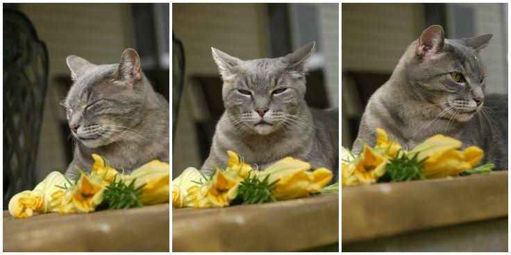 3-panel collage of a grey tabby cat on a wooden bench. 