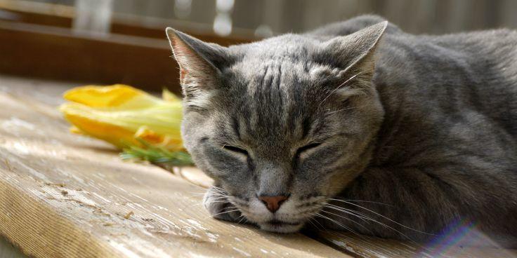 Grey tabby cat sleeping in the sun. 