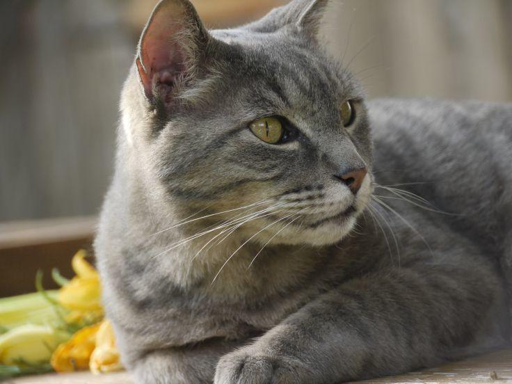 Beautiful grey tabby in the sunshine