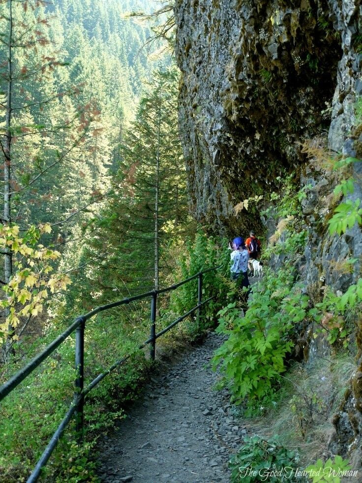 Trail overlooking trees in the Columbia Gorge.