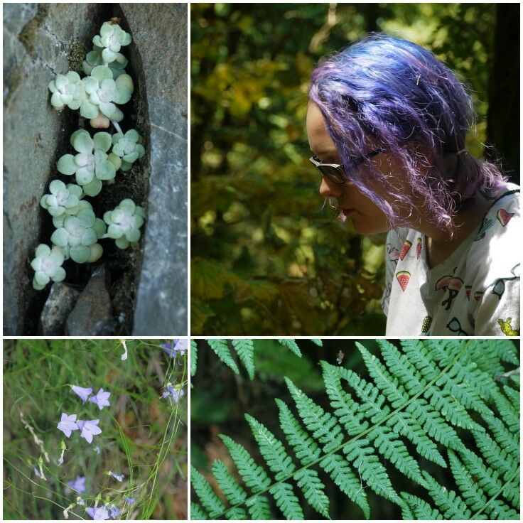 Collage of flora along the trail.