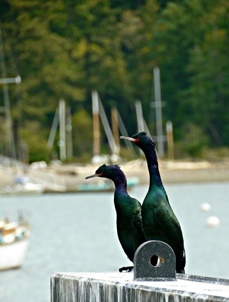 Two adult cormorants on the Orcas Island Ferry Pier, with boats moored in background. 