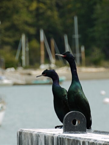 Two adult cormorants on the Orcas Island Ferry Pier, with boats moored in background.