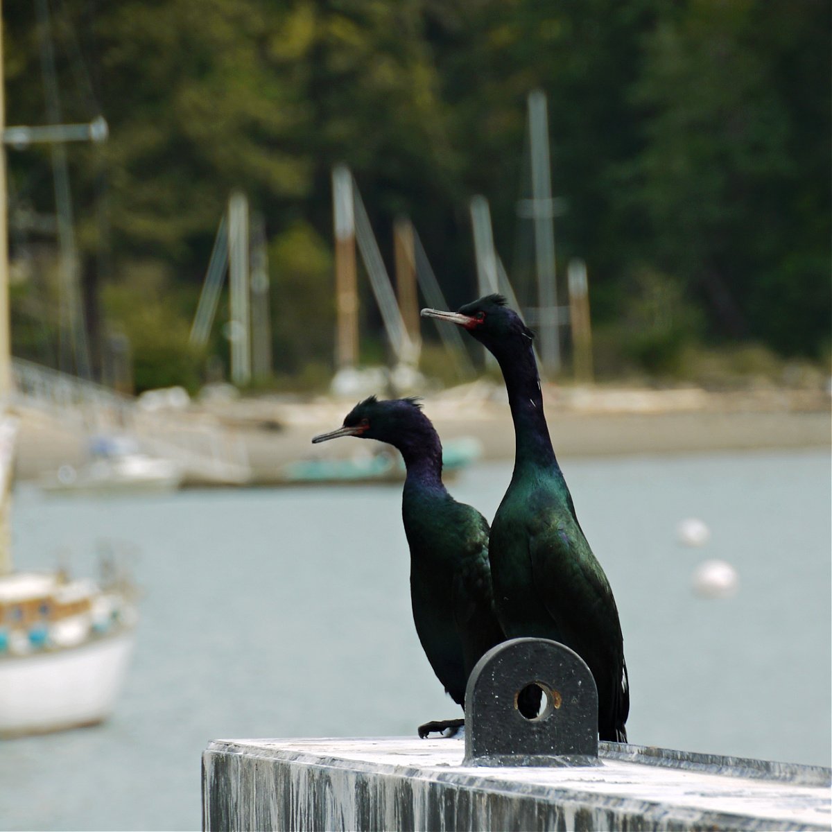 Two adult cormorants on the Orcas Island Ferry Pier, with boats moored in background.