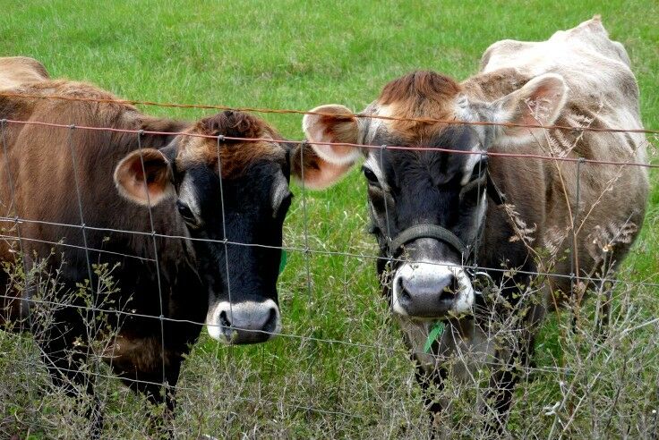 Two jersey cows looking out through pasture fencing. 