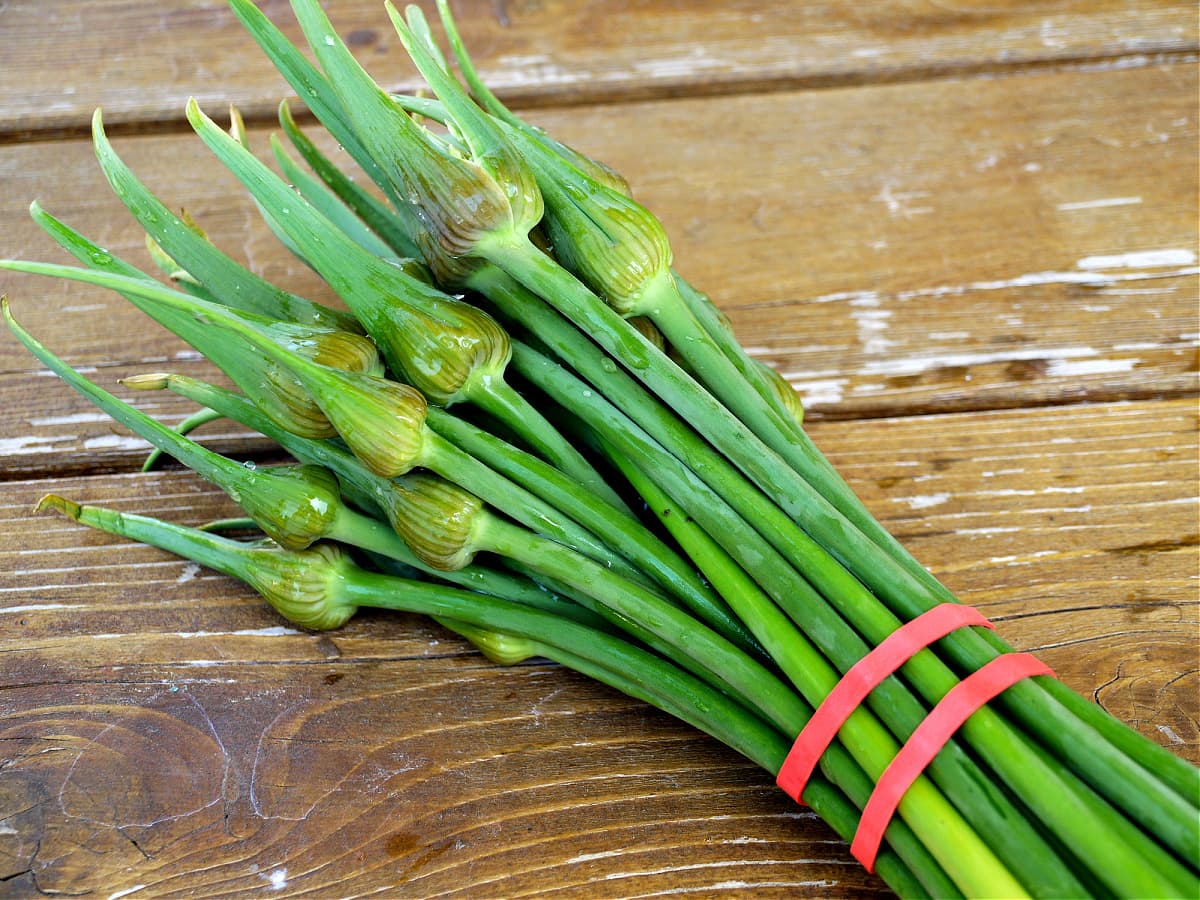 Fresh garlic scapes in a bundle, secured with a large red rubber band.