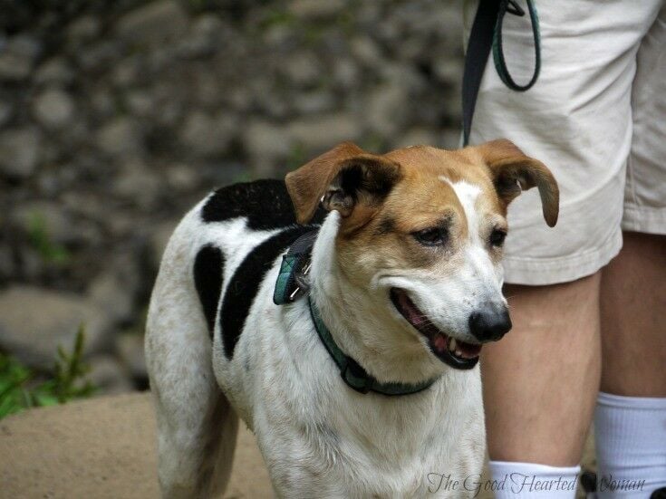 Midsized dog on leash; hiking trail in background. 