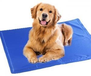 large dog resting on cushioned mat. 