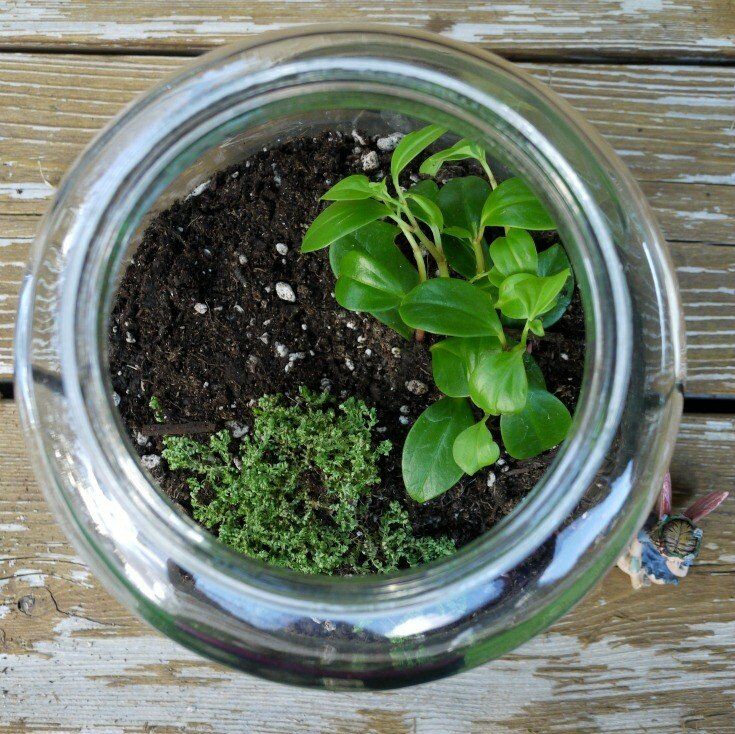 Changing Seasons Fairy Garden Terrarium | The Good Hearted Woman