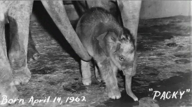 Baby Packy at the Portland Zoo, 1962. © Oregon Zoo, used with permission.