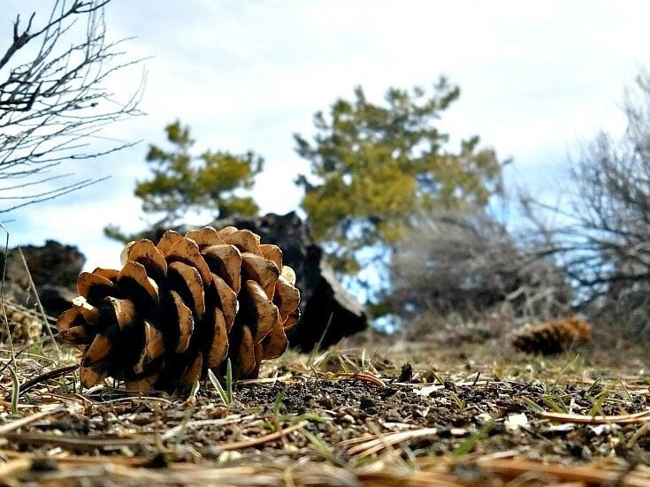 Close-up of a pine cone on the ground. 