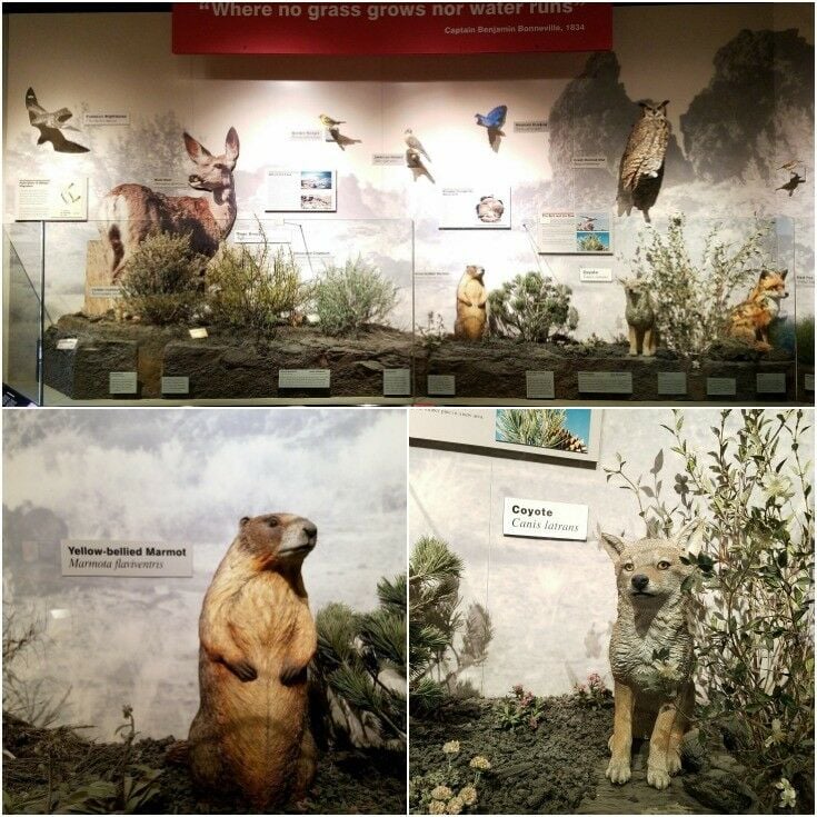 Collage of images of native fauna from Craters of the Moon visitors center. 